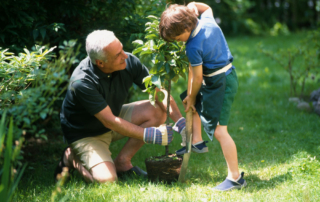 Grandfather and grandson planting a tree