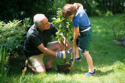 Grandfather and grandson planting a tree